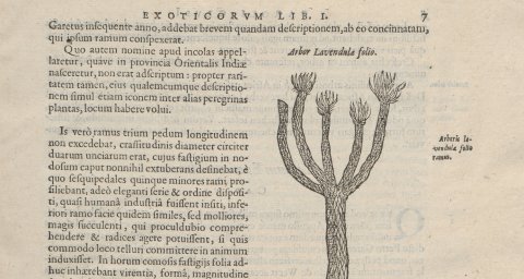 Pagina 7, Caroli Clusii Atrebatis Exoticorum libri decem, 1605