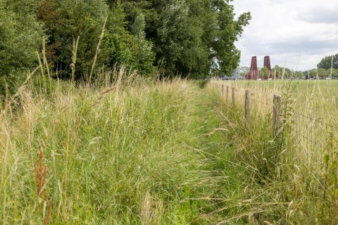 Houtwallen in het Utrecht Science Park met op de achtergrond de warmtekrachtcentrale