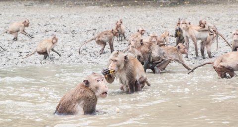 A group of crab-eating macaques.