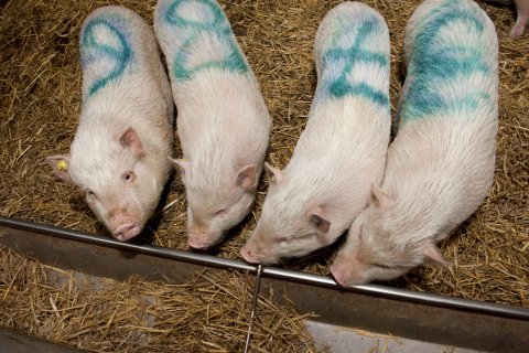 Four pigs