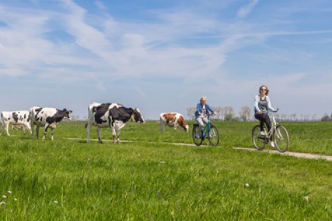 People cycling through rural landscape, between the cows.