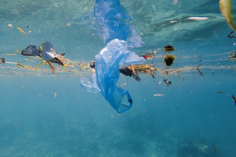 Plastic bag floating in water