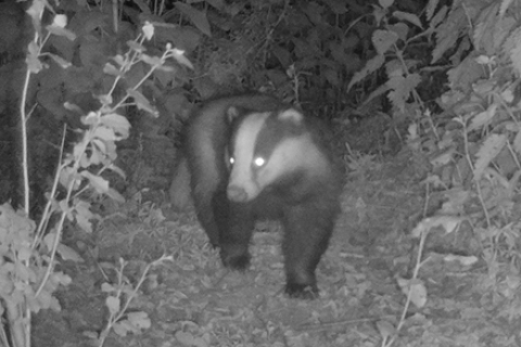 Badger spotted on USP