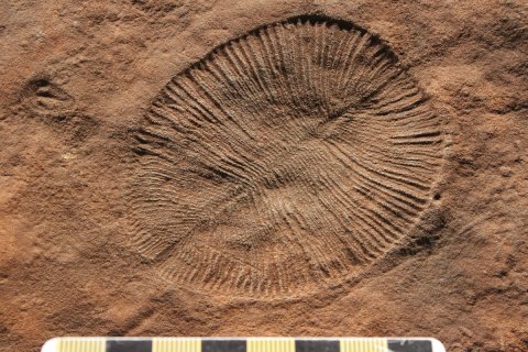 Fossiel van Dickinsonia