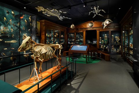 Afbeelding van het Universiteits Museum, waar skeleten en opgezette dieren te zien zijn