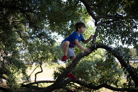 Kind klimt in een boom