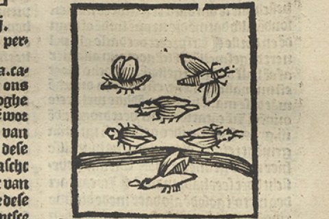 Insecten in Den groten herbarius, 1526 uit de Bijzondere Collecties van de Universiteit Utrecht