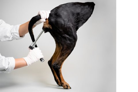 Vaginoscopy model of a dog, soft plastinate