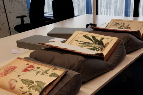 Voorbeelden van boeken uit de collectie botanische manuscripten van de UB