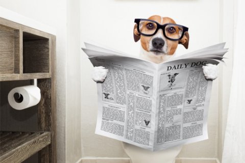 Dog reading newspaper on toilet