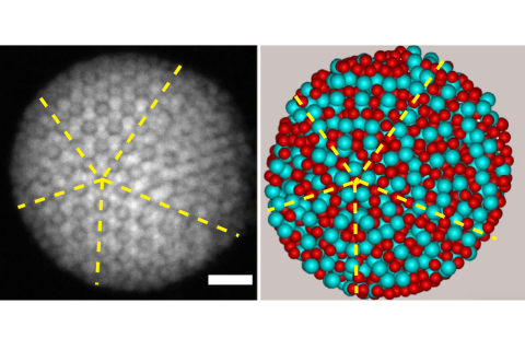Electron microscopy image of an experimental cluster with a diameter of 110 nanometres. In the coloured version, the five-fold symmetry is visible.