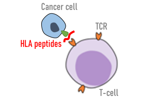 The tumor cells of one patient differ in its surface antigens