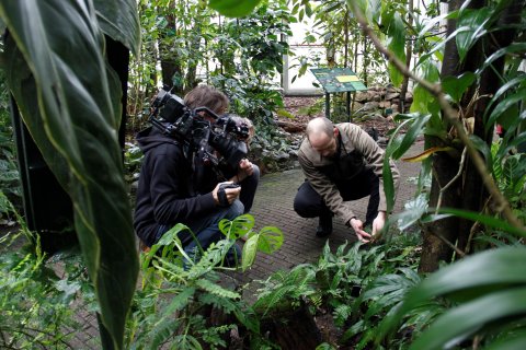 Wetenschappelijk directeur van de Botanische Tuinen Edwin Pos wijst naar een plant in de Tropische kassen en vertelt daarover terwijl hij wordt geinterview en gefilmd voor het televisieprogramma Vroege Vogels.