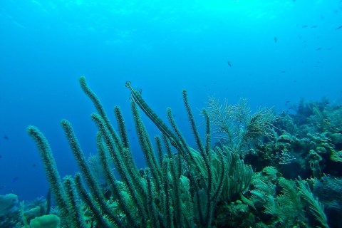 Seabed with plants and fish