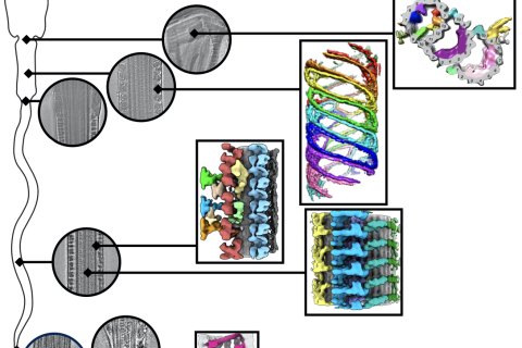 molecular architecture of mammalian sperm