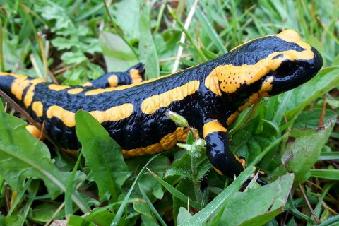 Zwart met geel gekleurde salamander