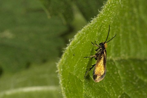 Example Primitive Moth NonGlossata