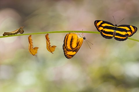 from caterpillar to cocoon to butterfly