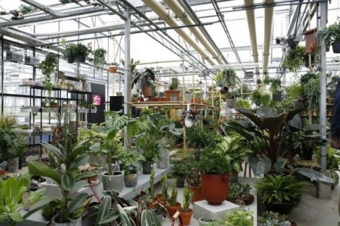 Adopt a Plant Green Office Utrecht Botanic Gardens
