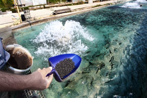 Person feeding fish in aquaculture pool