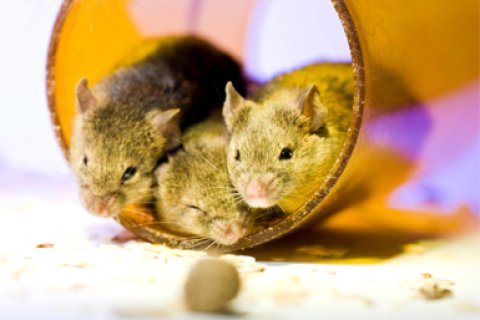 Muizen als proefdieren in een laboratorium van de Universiteit Utrecht