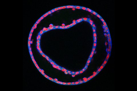 A horse embryo in shape of a heart