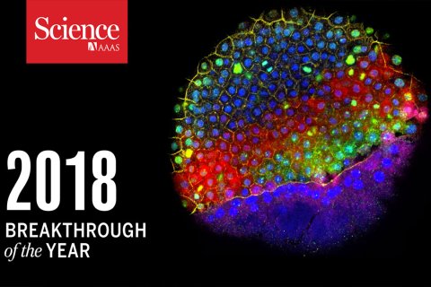 Organoids: lab-grown mini-organs, considered as breakthrough of the year 2018 by Science.