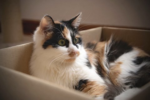 Kat in doos