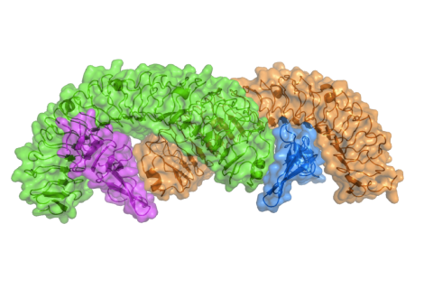 Crystal structure of the R-spondin-LGR5 complex