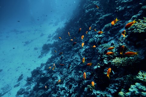 Marine ecosystem