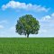 Tree in a green grassy field and a blue sky with white clouds.