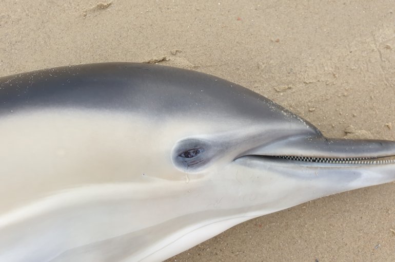 Close-up van een van de gestrande dolfijnen op het Zeeuwse strand. De ‘traan’ is oogvocht die uit het oog drupt, iets dat vaker wordt gezien bij levend gestrande dieren. 