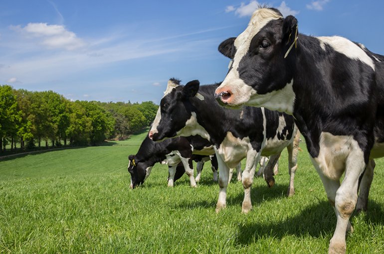Dutch Holstein Zwartbont cows