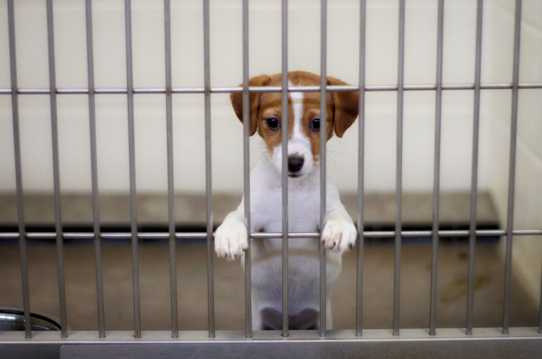 Hond in een kooi in het asiel.