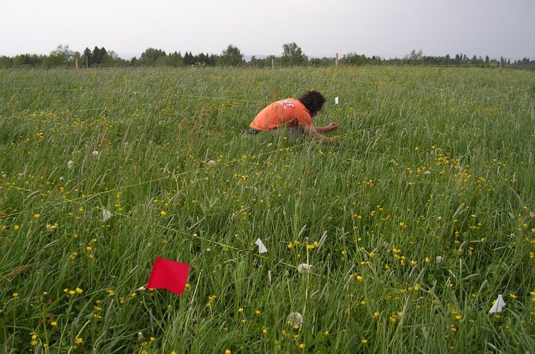a Nutrient Network grassland plot near Lug, Switzerland
