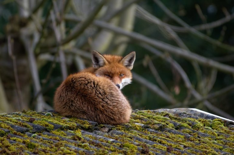 fox sleeping on a roof