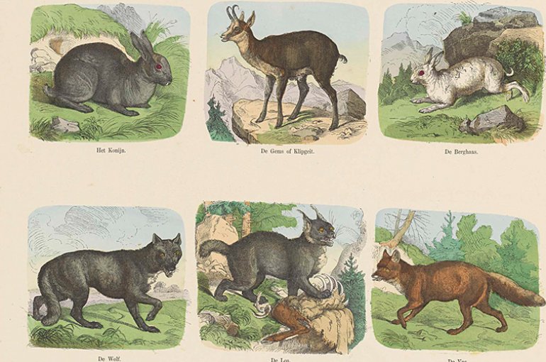 Wilde dieren, Hermann van der Moolen, 1843 - ca. 1920 