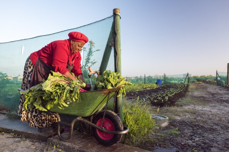 South African woman loading greens in a wheelbarrow, crop fields in the background