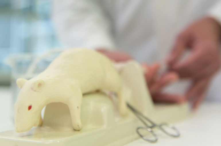 Bachelor of Veterinary Medicine course fast on its way to being laboratory  animal free