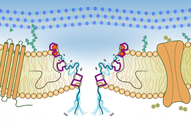 Illustratie van het poriëncomplex gevormd door Lipide II en het antimicrobiële peptide nisine 