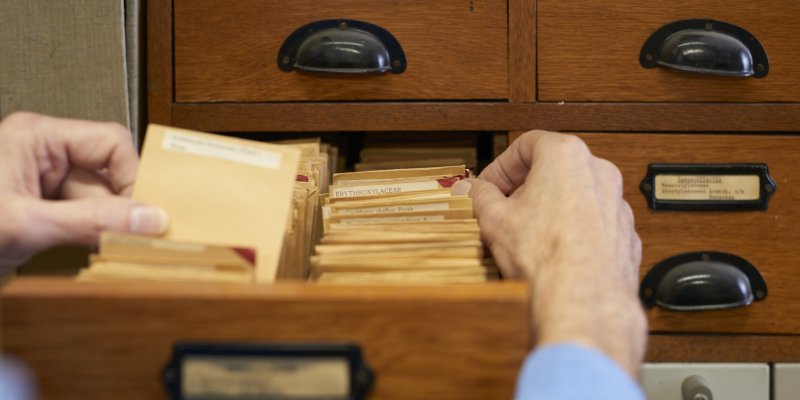 Curator searches in plant collection archive