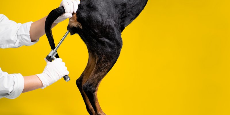 plastinaat van een hond voor oefenen inwendig onderzoek